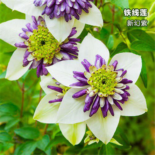 六合园艺正品铁线莲苗圃基地直发