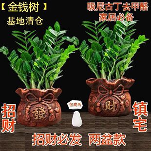 金钱树盆栽植物室内花卉客厅四季常青好养绿植大摇钱串子小发财树