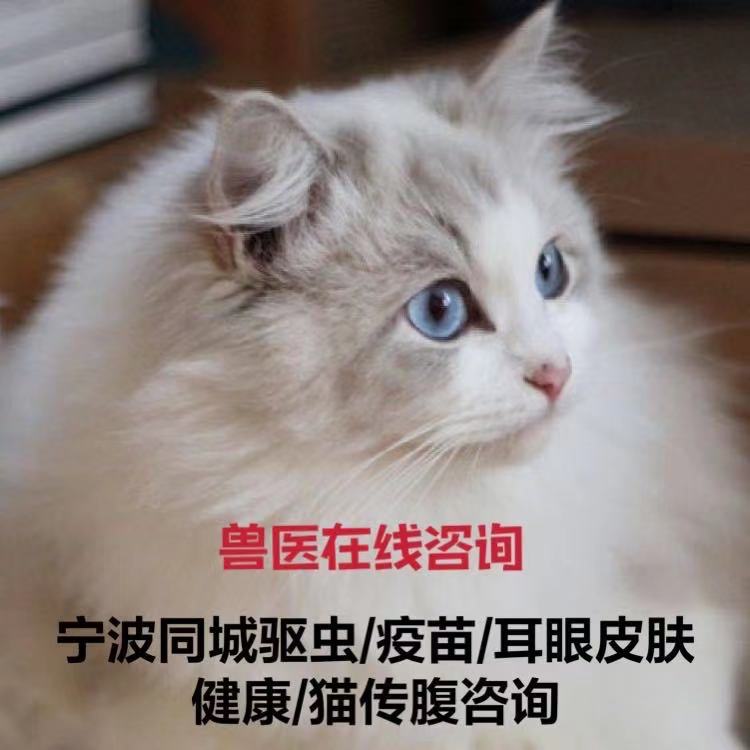 宠医线上咨询服务 猫狗体内外驱虫幼猫幼犬 宠物/宠物食品及用品 绝育服务 原图主图