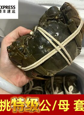 【现捕现发 顺丰空运 】江苏固城湖大闸蟹鲜活特大螃蟹公活蟹母蟹