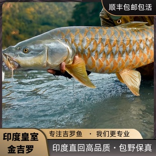 皇室金吉罗鱼印度金色系原生鱼金色系观赏鱼精品蓝吉罗异口保山