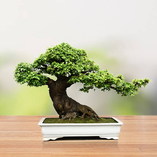 一物一拍 金弹子盆景盆栽绿植美化环境净化空气 直播链接