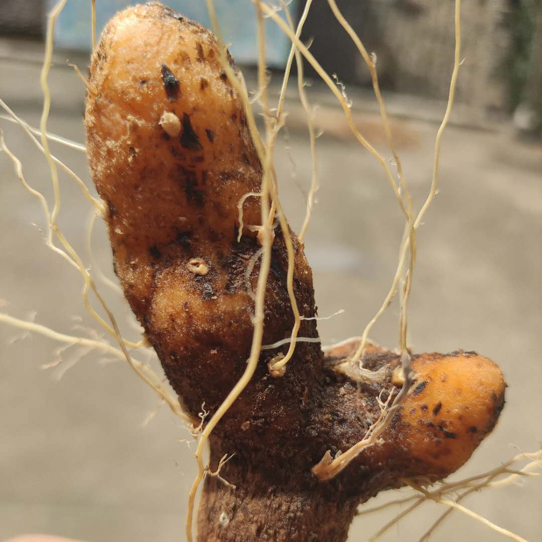 新鲜火头根黄姜盾叶薯蓣药材食用