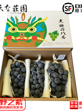 大地之水长野紫猫眼葡萄日本品种葡萄整箱3串左右礼顺丰包邮