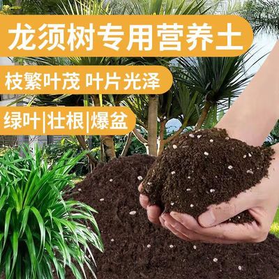 龙须树营养土绿植种植土肥料