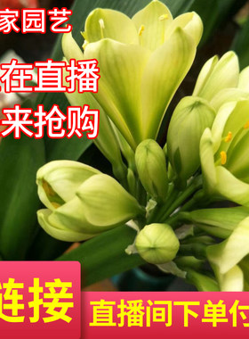 淘宝直播专拍花卉品系小苗君子兰