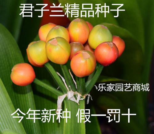 绿植君子兰家居四季开花净化空气