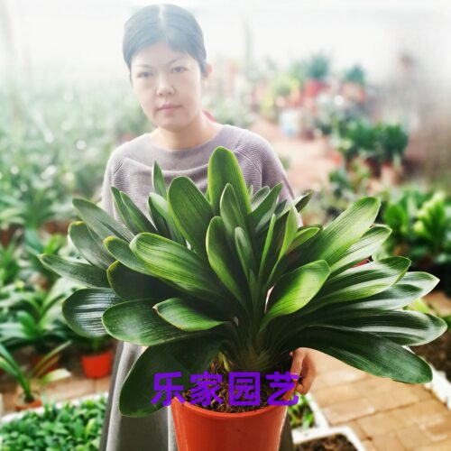 花开富贵君子兰转运多头群兰老桩