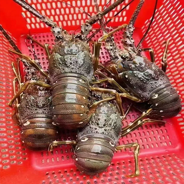 小青龙鲜活大龙虾活发大青龙海鲜水产4-8两一只青龙虾活虾 水产肉类/新鲜蔬果/熟食 活虾 原图主图