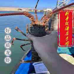 小青龙鲜活东山岛野生大青龙虾速冻大龙虾200-500克一只