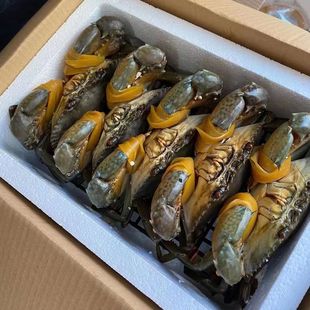 青蟹鲜活大红膏蟹特大螃蟹母蟹海鲜红寻蟹一斤装包鲜包活到家