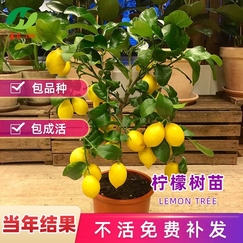 柠檬树树苗盆栽香水柠檬苗绿植带果室内阳台庭院四季种植结果树苗
