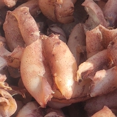 淡干乌片去内脏海兔干鲜籽乌子鱿鱼当季 新货海鲜干货高质无盐墨鱼