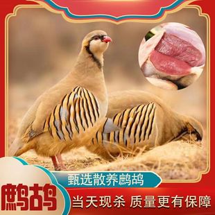 精品鹧鸪鸟新鲜飞龙肉养殖优选现杀冷冻鲜活宰杀优质煲汤呱呱鸡肉