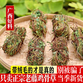 鸡骨草广西野生鸡骨草茶叶整株新鲜干货泡茶中药材大黄草无硫
