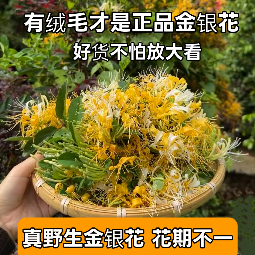 广西野生金银花带绒毛天然无硫忍冬产地直发泡茶去火茶叶泡菊花茶