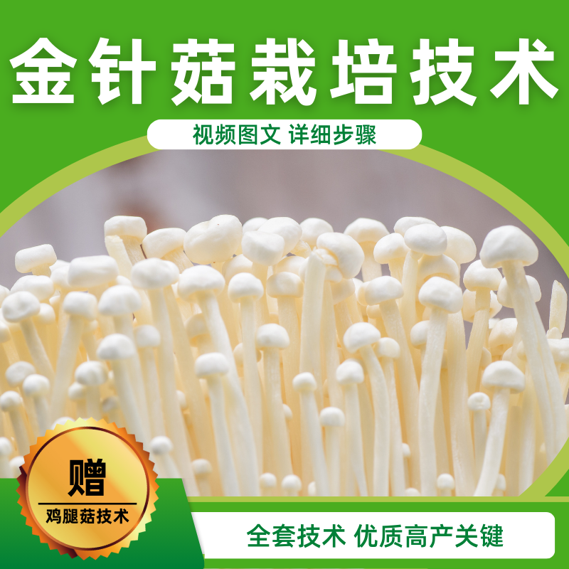 金针菇栽培技术视频教程高产大棚