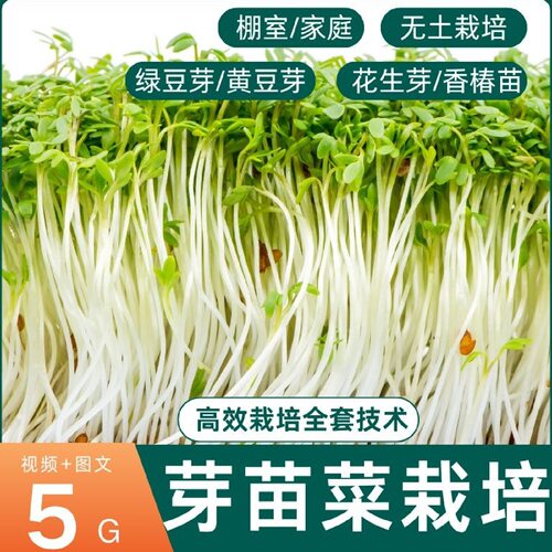 芽苗菜水培栽培技术视频教程