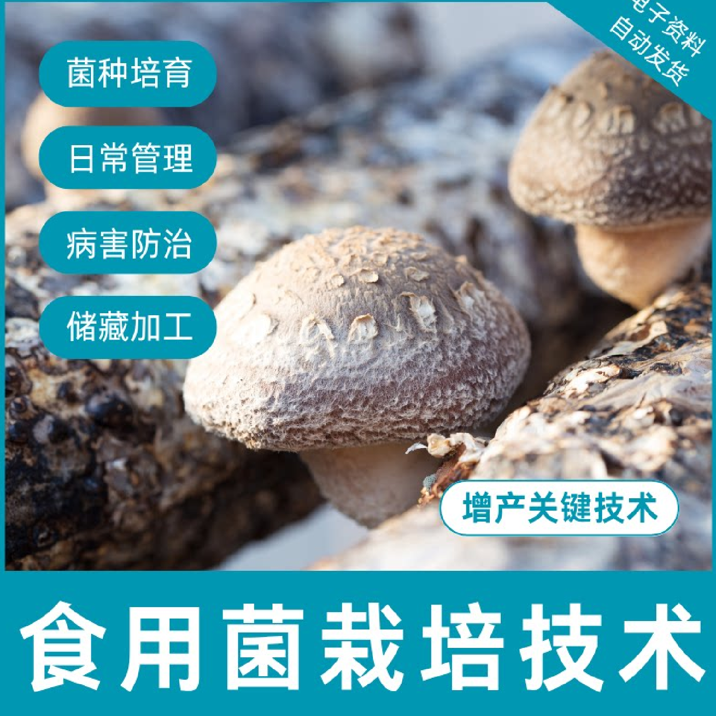 食用菌栽培技术培训菌种生产加工高产种植教学香菇无公害视频教程