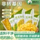 汐粮甜玉米粒甜水果玉米真空开袋即食80g 10袋玉米粒代餐非转基因