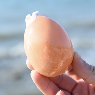 天然超大海螺大贝壳黄金宝螺送礼收藏稀有海洋标本鱼缸珊瑚造景