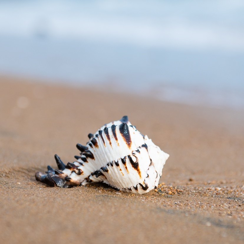 大海螺贝壳美国黑骨螺珊瑚鱼缸造景居家摆件创意黑色海洋纪念装饰