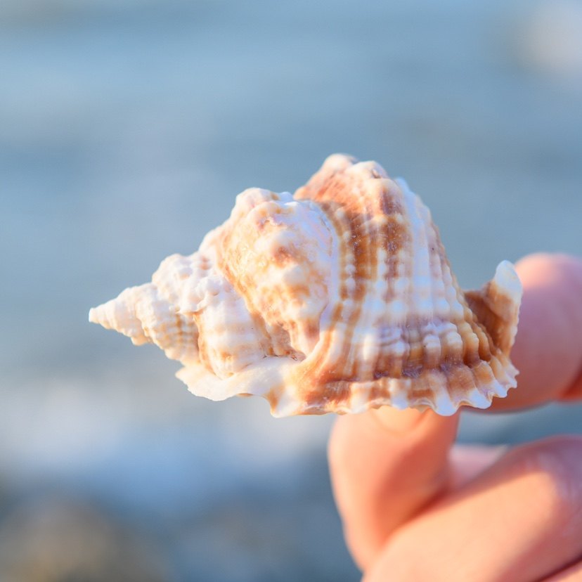 天然海螺真的贝壳扭旋螺收藏级标本螺鱼缸造景地中海家居橱窗装饰