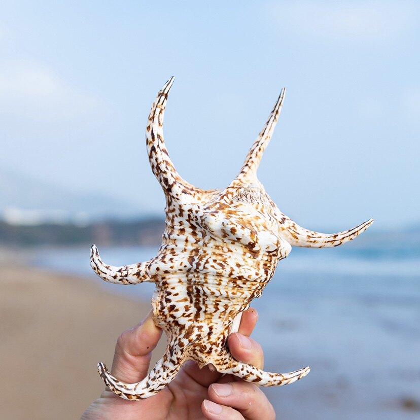 天然大海螺壳六角螺水字螺贝壳创意家居饰品珊瑚鱼缸水族造景摆件