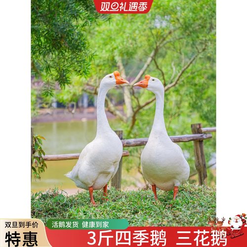 大鹅活体鹅二斤鹅四季鹅宠物鸭活鹅成年宠物鹅四季鹅3斤三花鹅