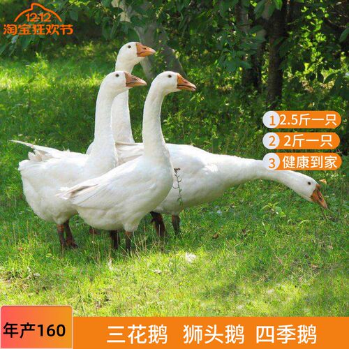 小鹅活体鹅二斤鹅四季鹅大白鹅宠物鸭3斤狮头鹅活鹅五龙鹅2斤成年