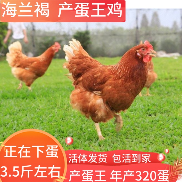 成年红毛鸡 海兰褐产蛋鸡下蛋鸡活体海兰灰鸡小鸡活体 包活到家