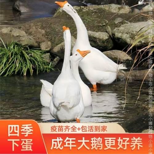 2斤鹅活体鹅四季鹅宠物鸭二斤鹅四季鹅大白鹅活鹅看家护院白鹅