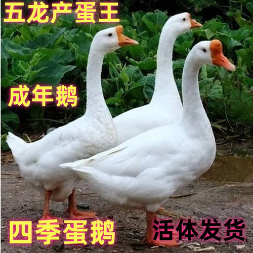 小鹅活体鹅宠物鸭二斤鹅宠物鸭3斤狮头鹅