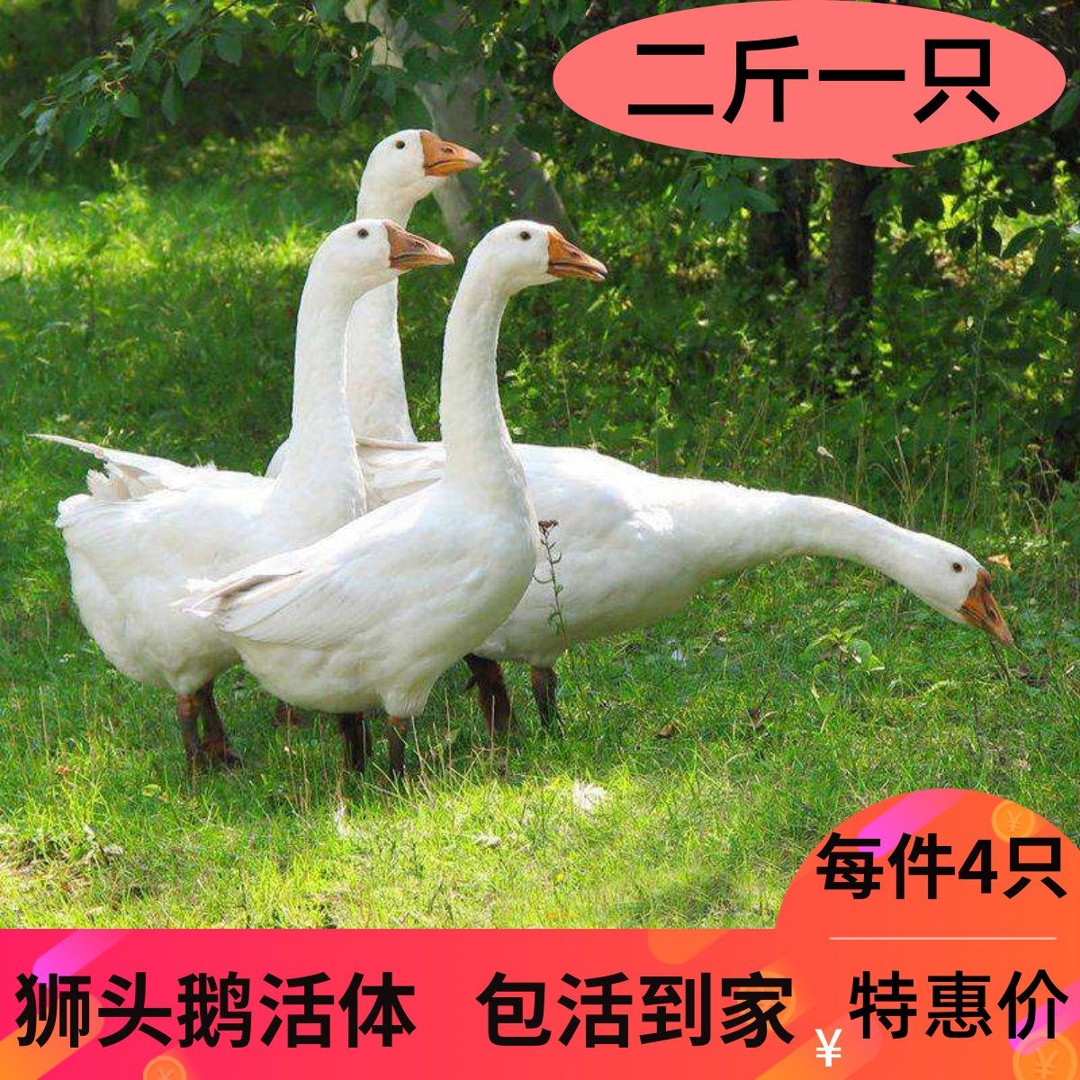 2斤狮头鹅三花六斤五龙鹅3斤活宠物鸭