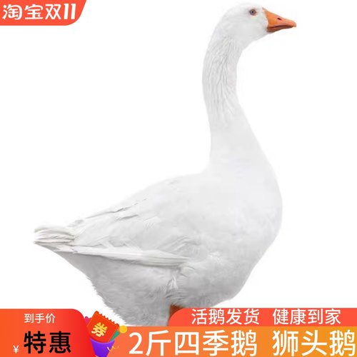 小鹅活体鹅四季鹅宠物鸭大白鹅活鹅狮头鹅3斤活鹅6斤成年