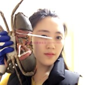 泥蟹香辣蟹迷踪蟹螃蟹海鲜 公蟹 大青蟹鲜活肉蟹 3只合计2斤装