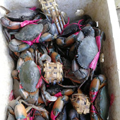 缅甸香辣迷踪蟹波格力蟹 5只合计2斤公蟹 青蟹鲜活肉蟹黑蟹铁蟹