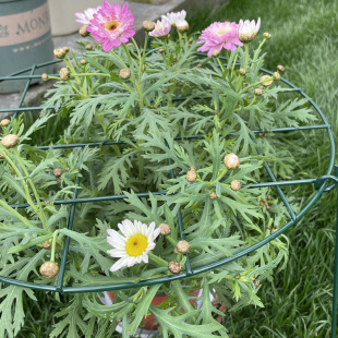 蟹爪兰绣球蓝雪花月季花架爬藤架子草莓支撑架固定绿植物支架杆