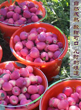 新疆香妃海棠果伊犁鸡心小苹果