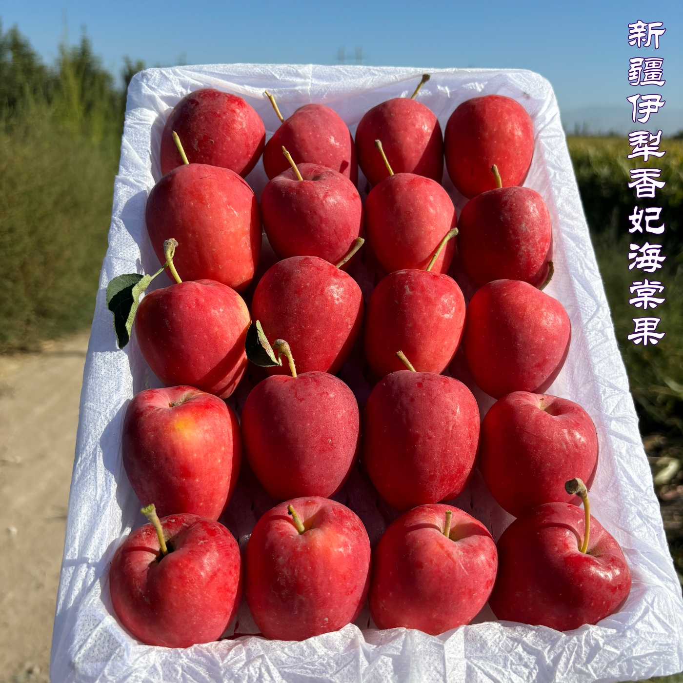 香妃海棠果新疆特产鸡心小苹果