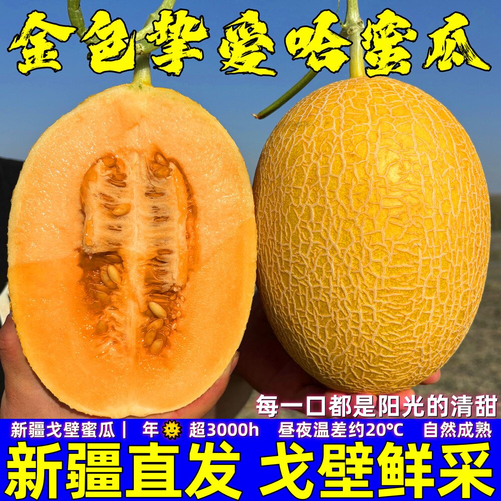 新疆哈密瓜正宗吐鲁番黄金蜜瓜脆甜网纹甜瓜当季新鲜水果产地直发