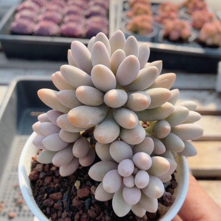 粉色恋人  多肉植物稀有品种阳台高颜值好养植物花卉盆栽（20包邮,鲜花速递/花卉仿真/绿植园艺,多肉植物,淘宝优惠券,粉丝福利购,淘宝优惠卷