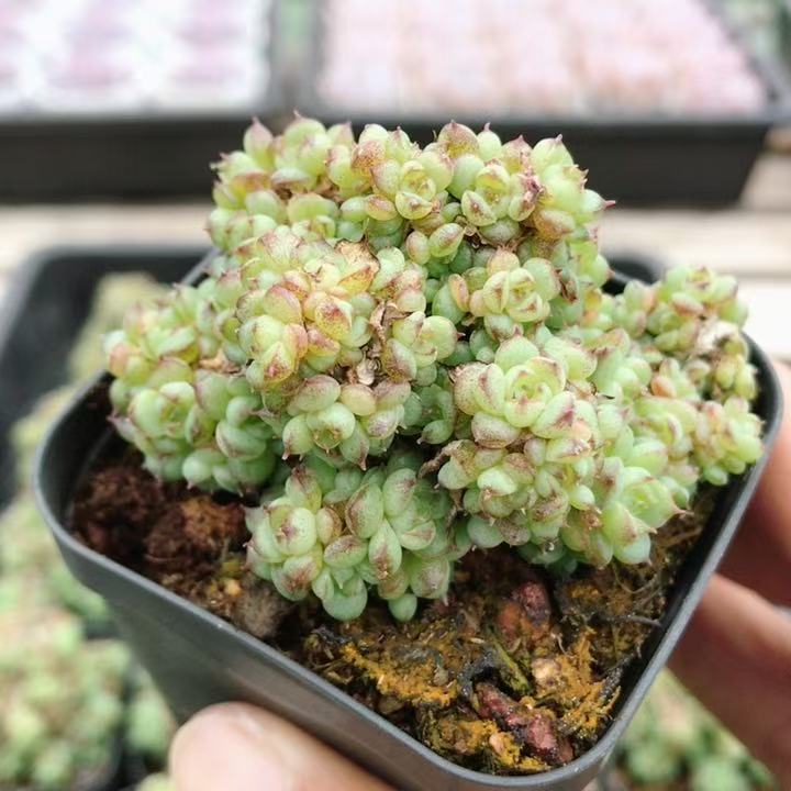多头麦秆  名贵多肉植物可爱萌肉肉新手阳台好养绿植盆栽（20包邮