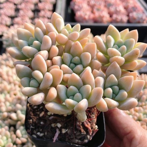 淡奶油  稀有多肉植物高颜值阳台好养名贵花卉小盆栽（20包邮）
