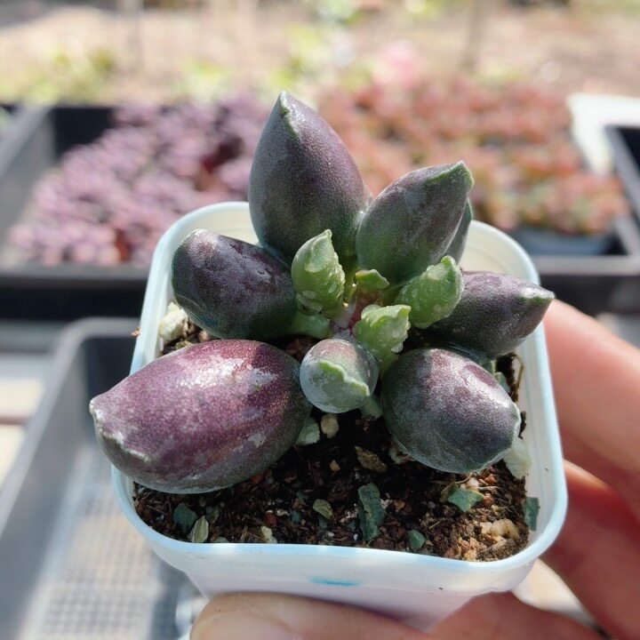 艺伎海豹  多肉植物稀有阳台高颜值好养植物花卉盆栽（20包邮）
