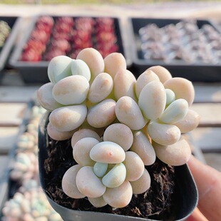 洛神  可爱多肉植物阳台窗台小盆栽好养高颜值花卉绿植（20包邮）