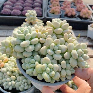 鱼泡泡  精品多肉植物新手好养名贵阳台高颜值绿植盆栽（20包邮）