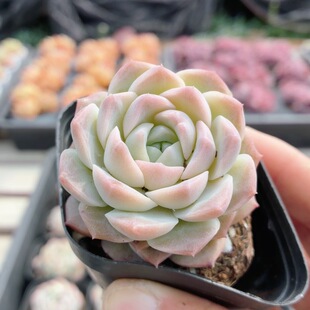 梦幻泡影 包邮 精品多肉植物桌面稀有绿植花卉盆栽高颜值