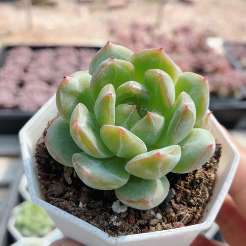 雪花珍妮  稀有多肉植物阳台好养高颜值绿植花卉盆栽（20包邮）