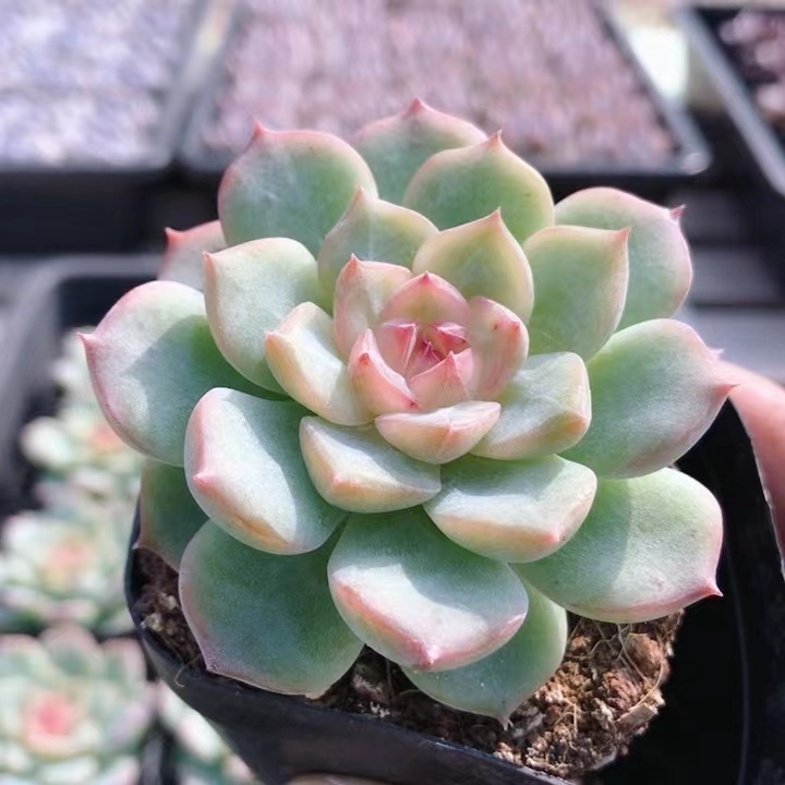 玉笛  多肉植物盆栽迷你超萌办公桌稀有肉肉花卉盆栽（20包邮）